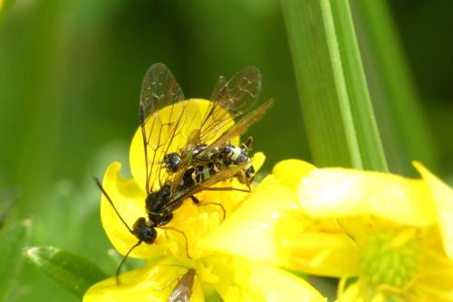 Réf. 257 132 : Cephus pygmaeus